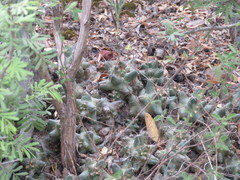 Coryphantha macromeris runyonii