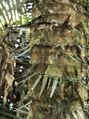 Astrocaryum mexicanum