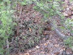 Coryphantha macromeris runyonii