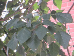 Erythrina poeppigiana