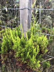 Hypericum juniperinum