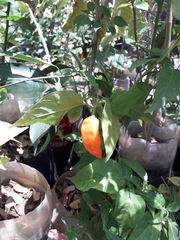 Capsicum chinense