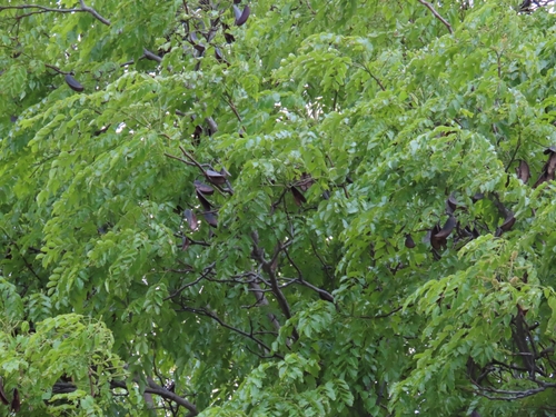 Erythrophleum suaveolens, photograph 2