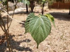 Morus celtidifolia