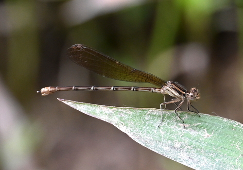 Blue-ringed Dancer photo 3