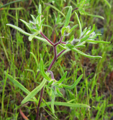 Lagophylla minor