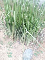 Tracheophyta