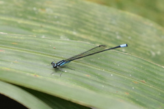 Acanthagrion trilobatum