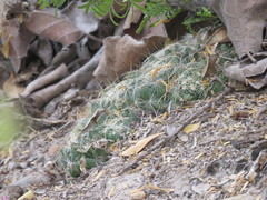 Mammillaria sphaerica