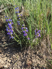 Penstemon humilis