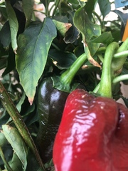 Capsicum annuum