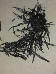 Anthophycus longifolius