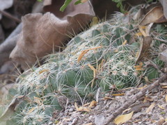 Mammillaria sphaerica