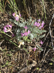Astragalus utahensis