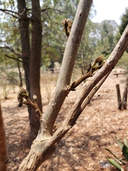 Erythrina breviflora