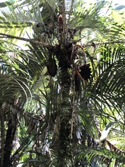 Astrocaryum mexicanum