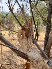 Erythrina breviflora