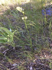 Toxicoscordion paniculatum