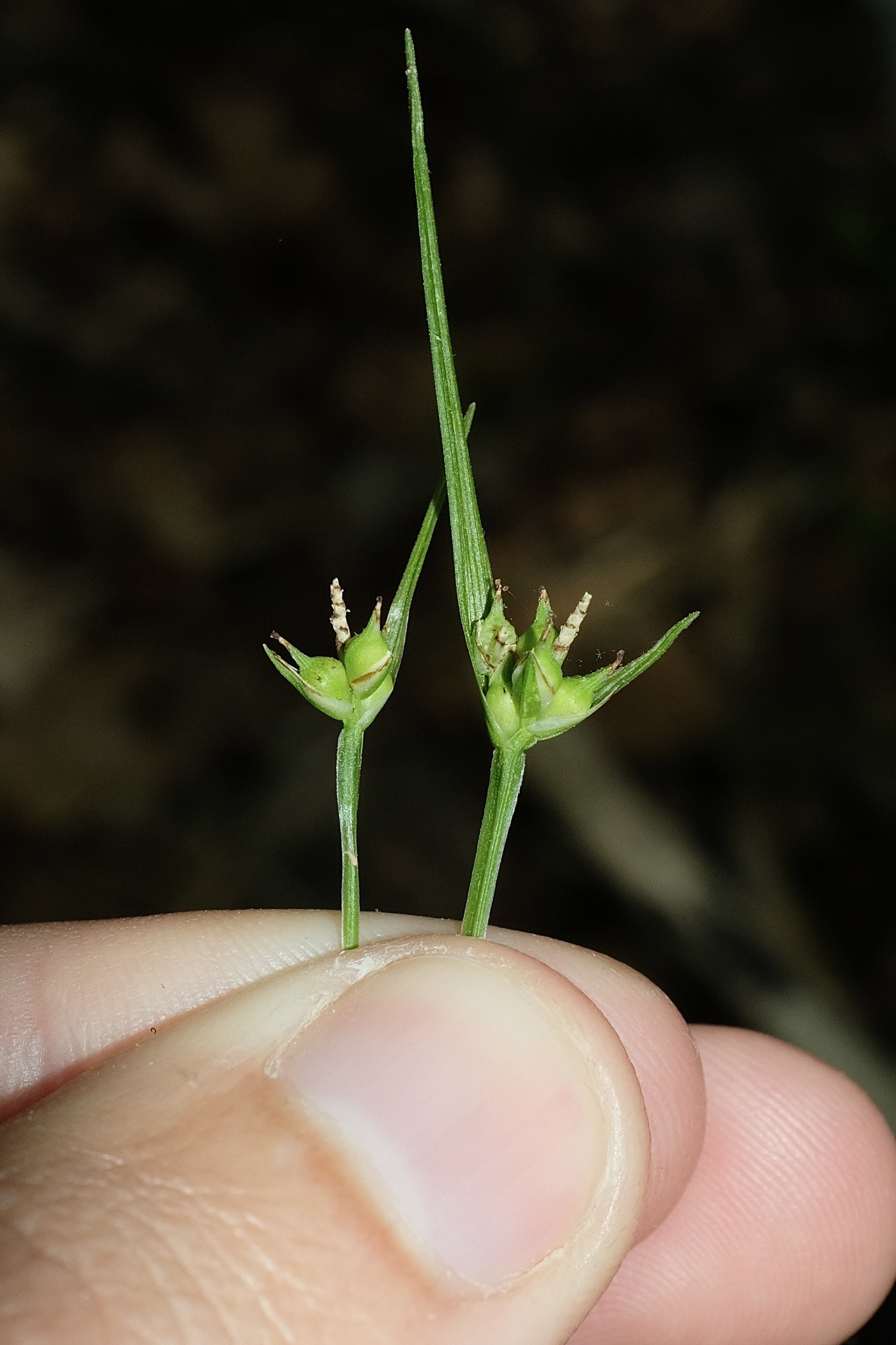 Carex timida