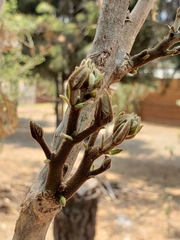 Erythrina breviflora