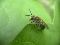 Colletes thoracicus