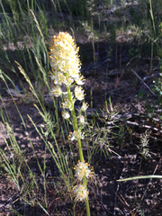 Toxicoscordion paniculatum