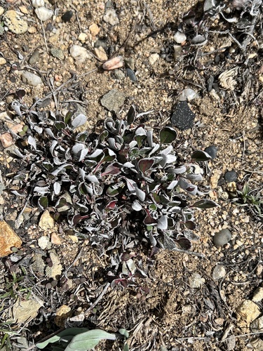Sulfur Buckwheat foliage