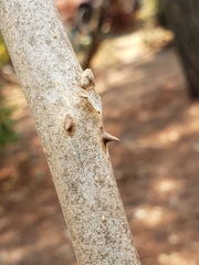Erythrina breviflora