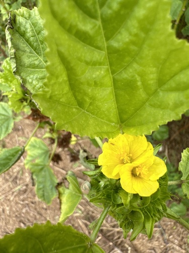 Malachra alceifolia observed 2024-04-26