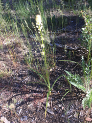 Toxicoscordion paniculatum