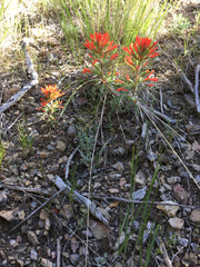 Castilleja chromosa