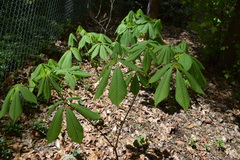 Aesculus parviflora