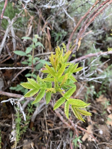 Rhus glabra
