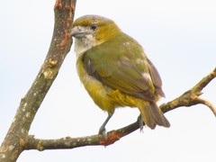 Euphonia chrysopasta