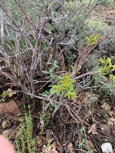 Rhus glabra