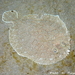 Wide-eyed Flounder - Photo (c) Frédéric ANDRE, some rights reserved (CC BY-NC), uploaded by Frédéric ANDRE