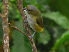 Euphonia chrysopasta