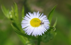 Phaneroptera nigroantennata
