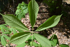 Aesculus parviflora