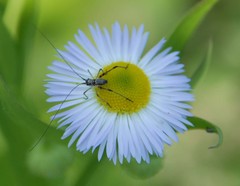 Phaneroptera nigroantennata