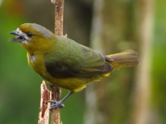 Euphonia chrysopasta