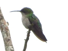 Campylopterus largipennis