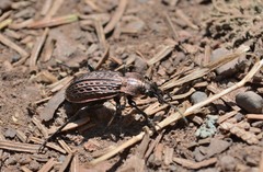 Carabus maeander