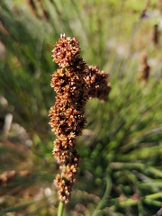 Elegia tectorum
