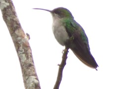 Campylopterus largipennis