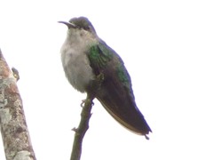 Campylopterus largipennis