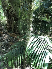 Astrocaryum mexicanum