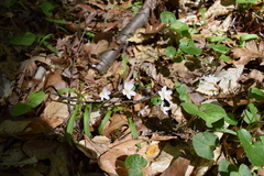 Claytonia virginica