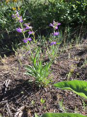 Penstemon cyananthus