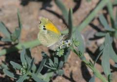 Lepidoptera